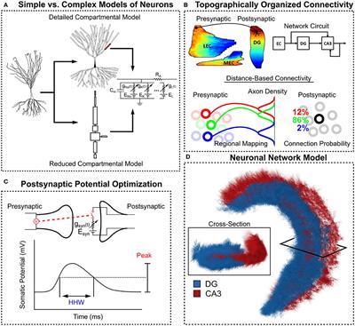 Topographic Organization of Correlation Along the Longitudinal and Transverse Axes in Rat Hippocampal CA3 Due to Excitatory Afferents